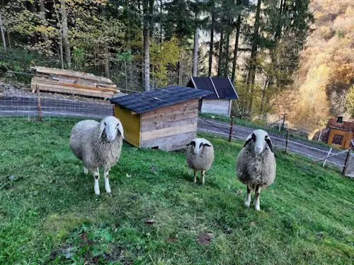 Außenanlage Ferienhaus-Waldenstein, Haus-Waldenstein, Urlaub im Lavanttal in Kärnten, Wandern, Radfahren, Skifahren, Winterurlaub, Badeseen, Restaurants, Sehenswürdigkeiten, Ausflugziele, Kärnten entdecken, Ruhe, Natur, Zeit füreinander haben, Urlaub mit Herz, ruhige Lage, komfortable Ausstattung für Familien, Paare und Hundebesitzer, Gäste aus Österreich, Gäste aus Deutschland, Gäste aus der Schweiz, Ferienhaus,  Annelies Stückler