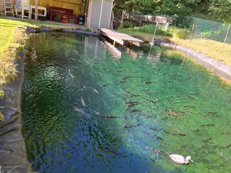 Naturteich mit Fischen und Ente am Ferienhaus Waldenstein — Erholung in Waldenstein 59, 9441 Waldenstein, Kärnten